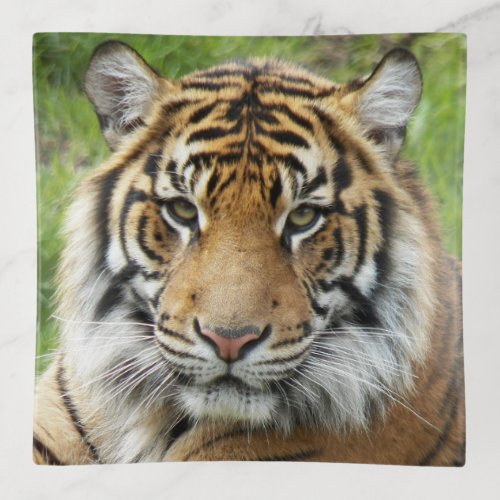 Big Cat Sumatran Tiger Photo Trinket Tray