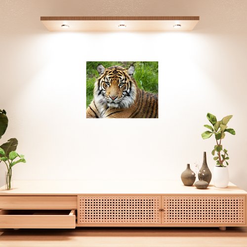Big Cat Sumatran Tiger Photographic Metal Print