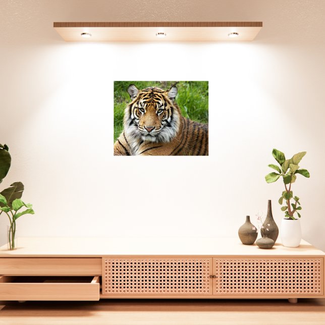 Big Cat Sumatran Tiger Photographic Metal Print (In Situ Framed)