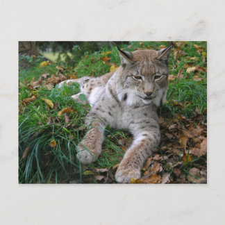Big Cats - 11 Postcard