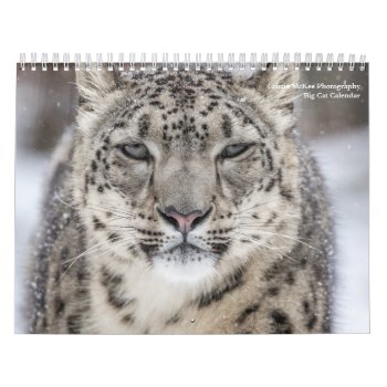 Big Cats Calendar by CMcKee_Photography at Zazzle
