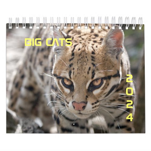 Big Cats Calendar 2024