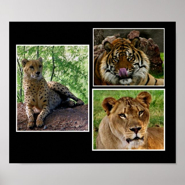 big cats print (Front)