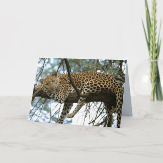 Big Cats Set - 7 Card