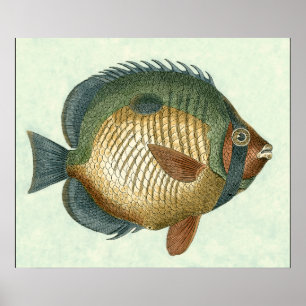 Big Colorful Fish Poster