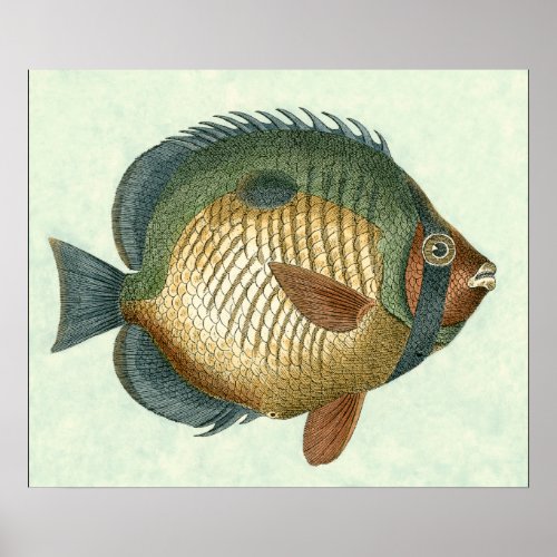 Big Colorful Fish Poster