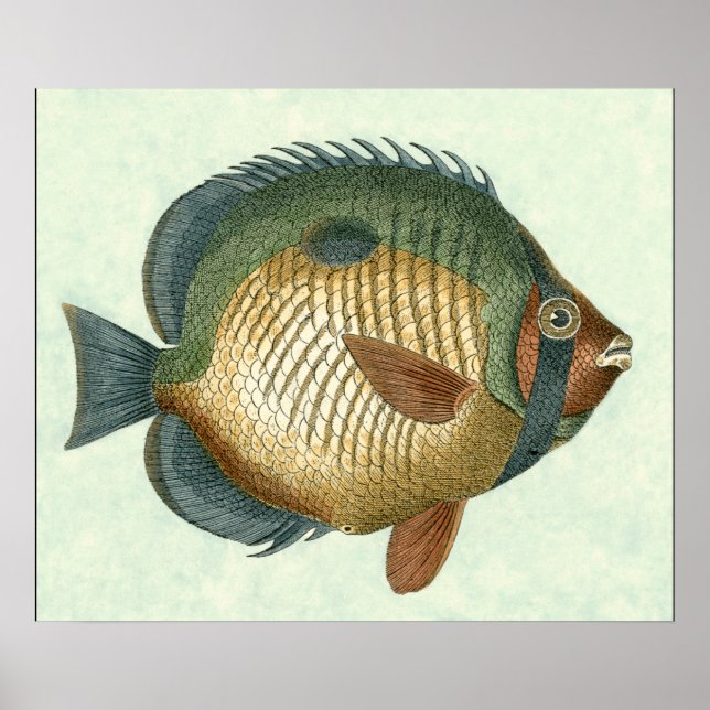 Big Colorful Fish Poster (Front)