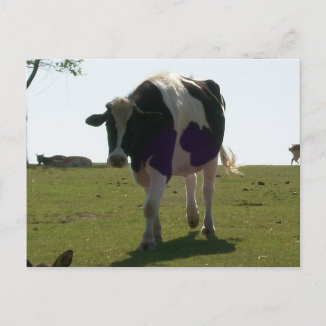 Big Cow Postcard (Front)
