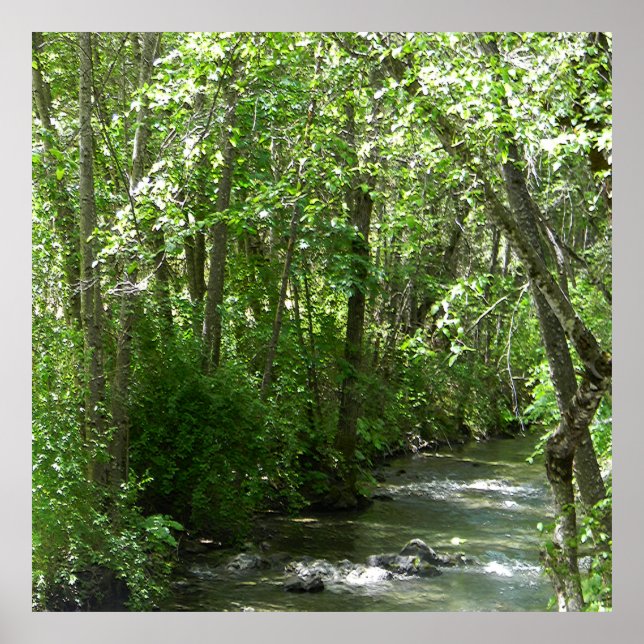 Big Creek in the Summer Time...... Poster (Front)
