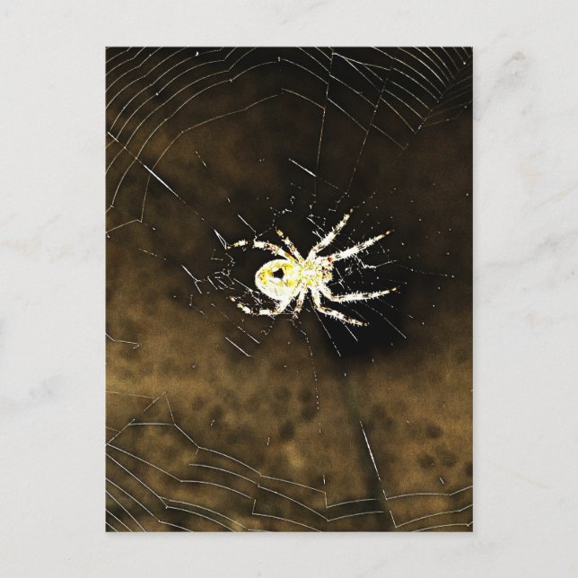 Big Creepy Spider on it's Web Postcard (Front)
