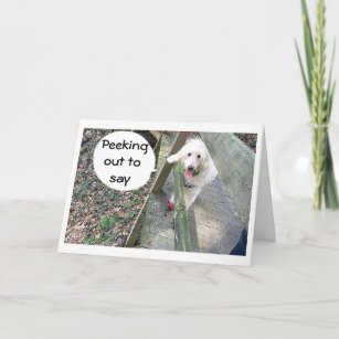 BIG/CUTE WHITE DOG SAY HAPPY BIRTHDAY TO YOU CARD