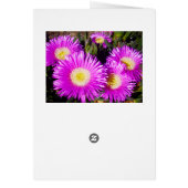 Big Dazzling Purple Daisies, (Back)