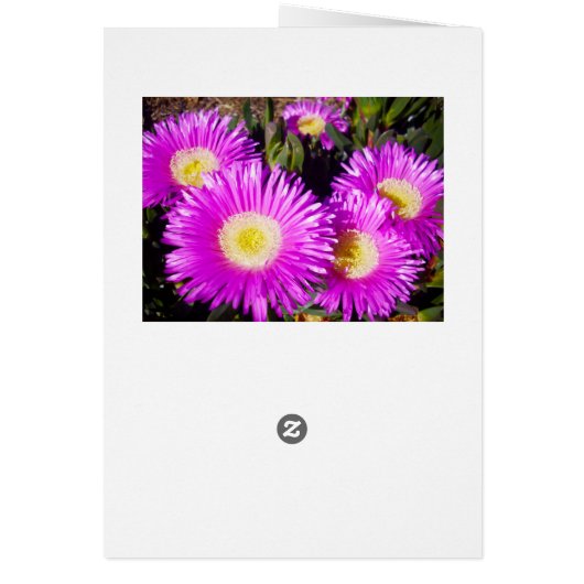 Big Dazzling Purple Daisies, (Back)