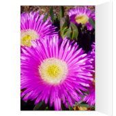 Big Dazzling Purple Daisies, (Inside (Left))