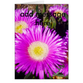 Big Dazzling Purple Daisies, (Front)