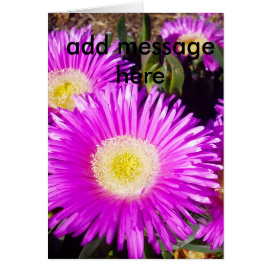 Big Dazzling Purple Daisies, (Front)