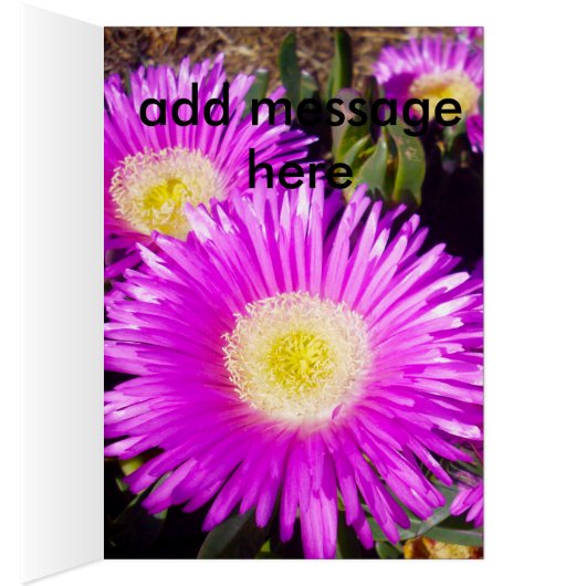 Big Dazzling Purple Daisies, (Inside (Right))