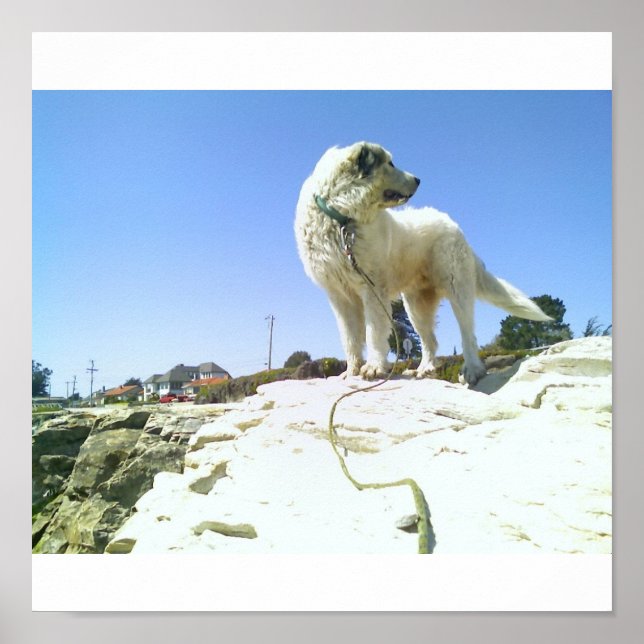 Big Dog Poster (Front)