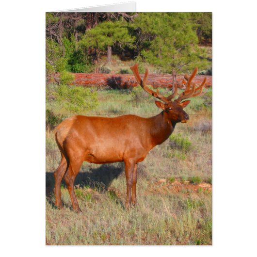 big elk (Front)