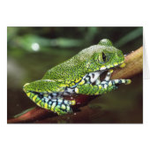 Big Eye Treefrog, Leptopelis vermiculatus, (Front Horizontal)