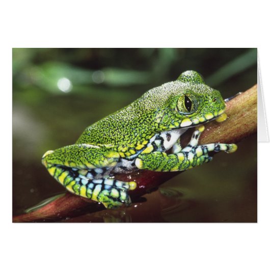 Big Eye Treefrog, Leptopelis vermiculatus, Cards (Front Horizontal)