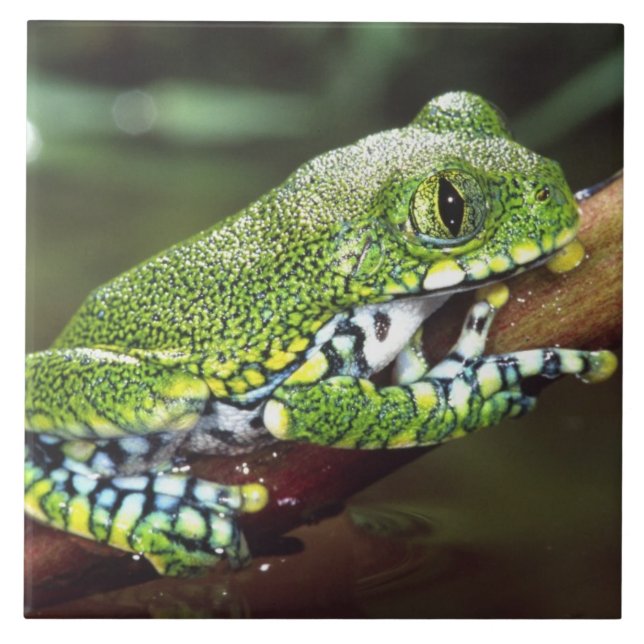 Big Eye Treefrog, Leptopelis vermiculatus, Ceramic Tile (Front)