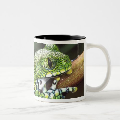 Big Eye Treefrog Leptopelis vermiculatus Two_Tone Coffee Mug