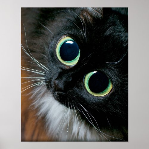Big eyed cat poster