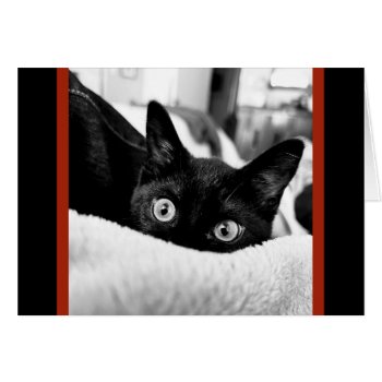 Big-eyed Kitty  Blank Note Cards by PicturesByDesign at Zazzle