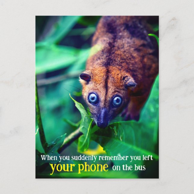 Big Eyed Possum Postcard (Front)