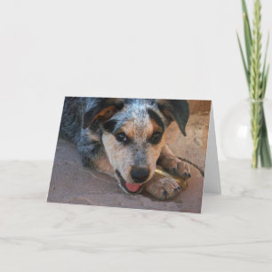 Big Eyes Blue Heeler Puppy - Dog Lover Apology Card