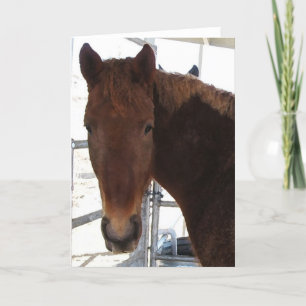 Big Eyes Red Tennessee Walking Horse — TWH Blank Card