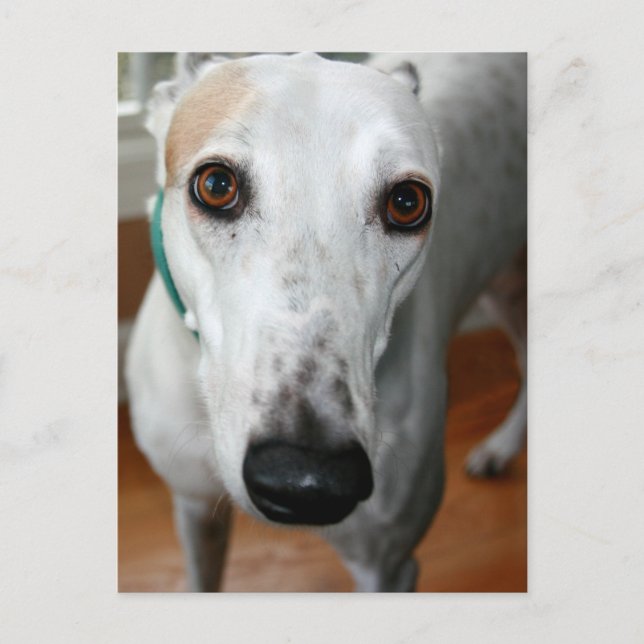 Big Face Greyhound Postcard (Front)