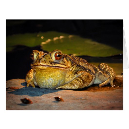 Big Fat Toad (Front Horizontal)