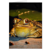 Big Fat Toad Cards (Front)