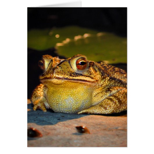 Big Fat Toad Cards (Front)