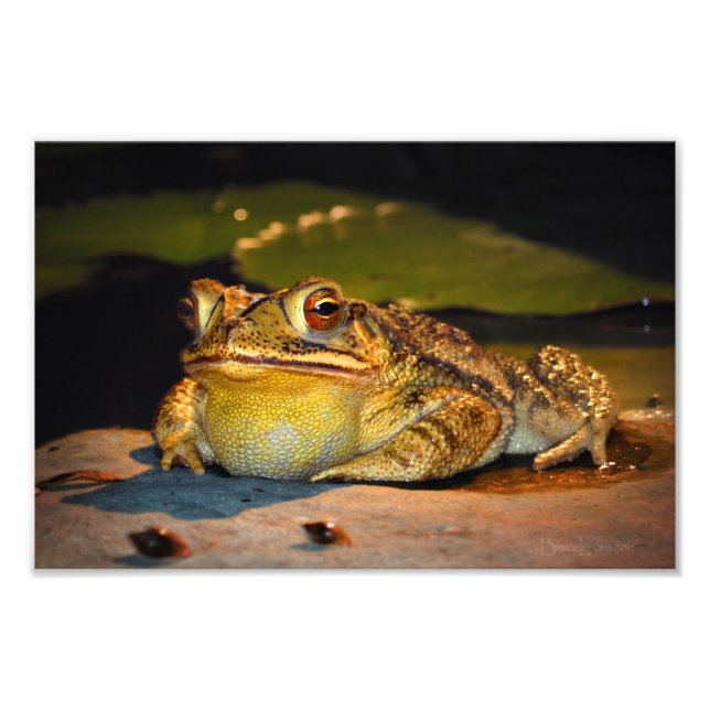 Big Fat Toad Photo Print (Front)