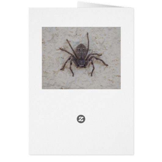 Big Female Huntsman Spider, (Back)