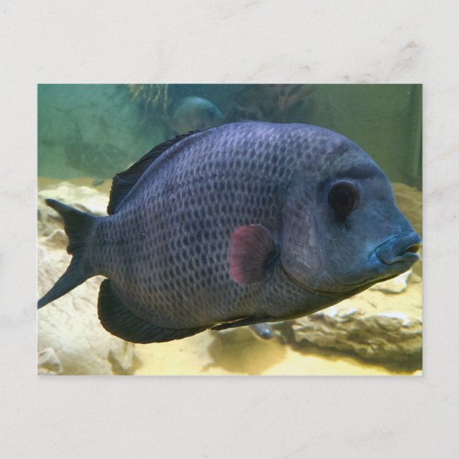 Big Fish Postcard (Front)