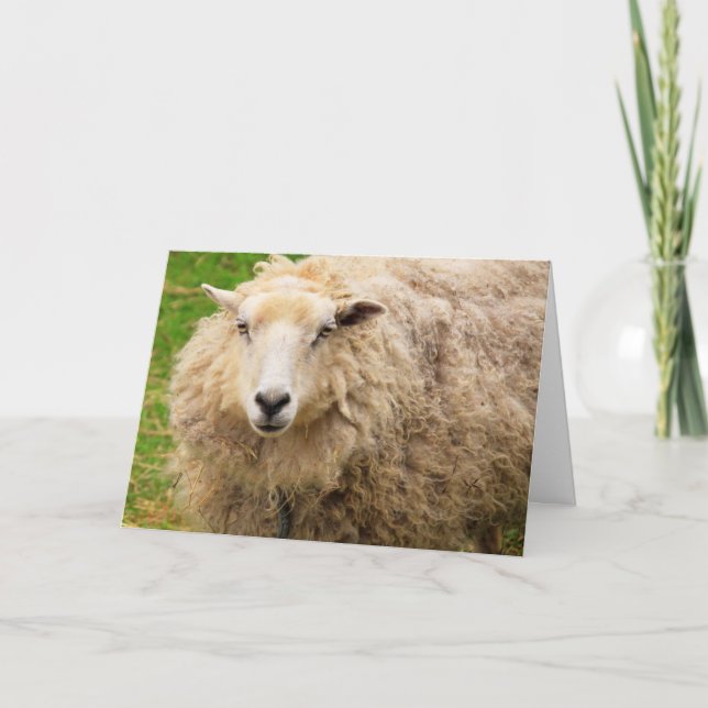 Big Fuzzy Wooly Sheep Birthday Card (Front)