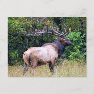 Big Game Hunter - Bull Elk -  Postcard