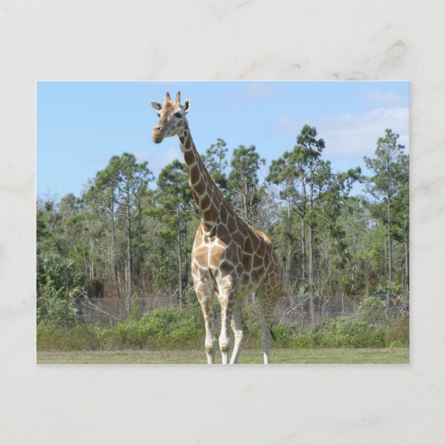 Big Giraffe At Zoo Postcard (Front)