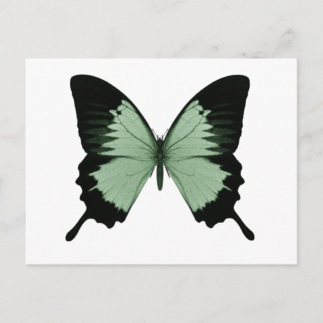 Big Green & Black Butterfly Postcard (Front)