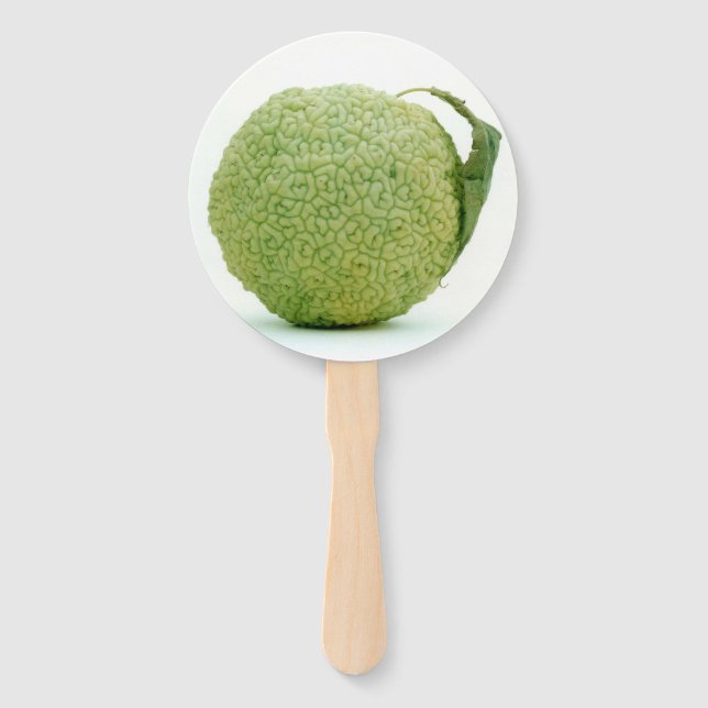 Big Green Hedgeapple Osage Orange Hand Fan (Front)