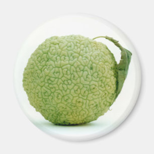 Big Green Hedgeapple Osage Orange Magnet