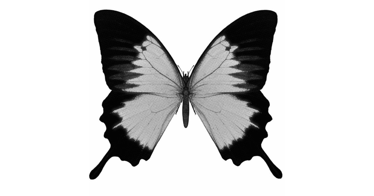 Бабочка черный глянец. Черные бабочки на белом фоне. Черные бабочки на прозрачном фоне. Бабочки арт на прозрачном фоне. Картины на белом фоне бабочка черная.