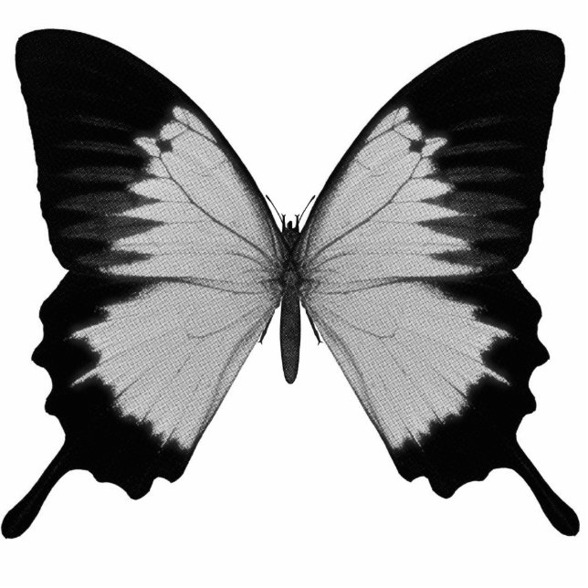 Big Grey & Black Butterfly Cutout (Front)