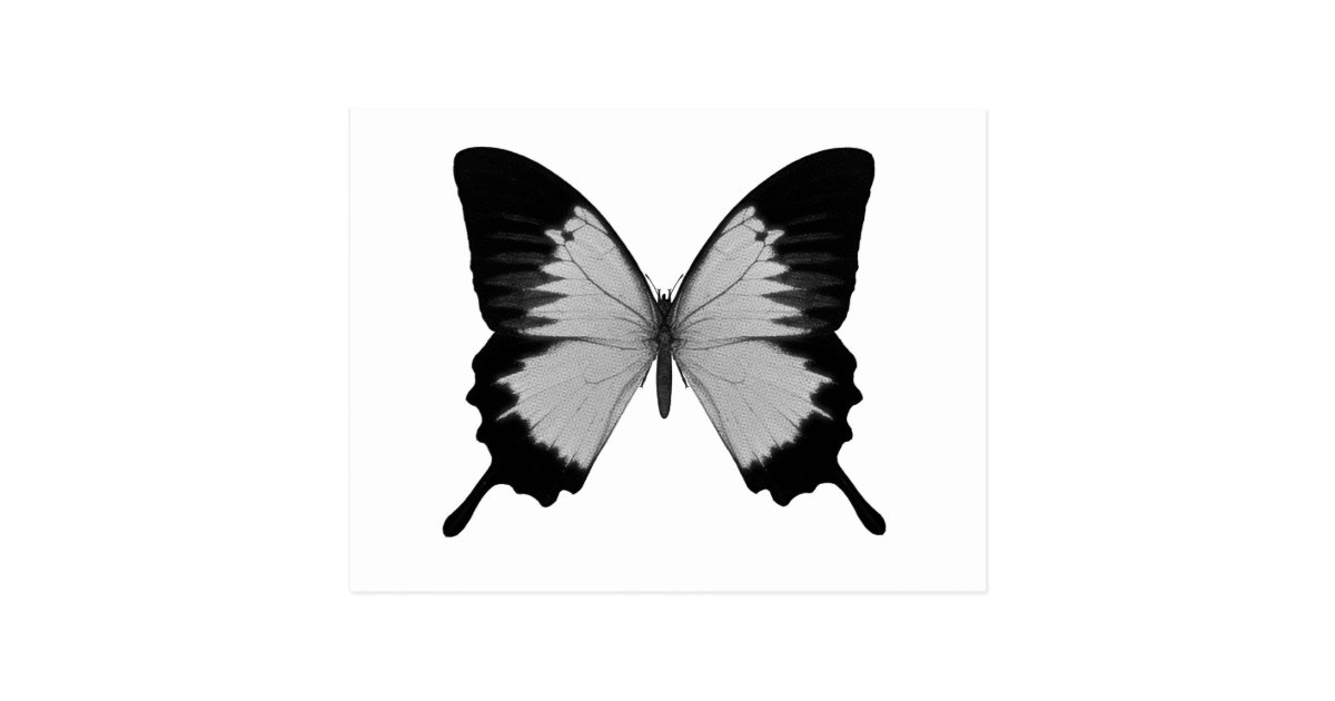 Big Grey & Black Butterfly Postcard