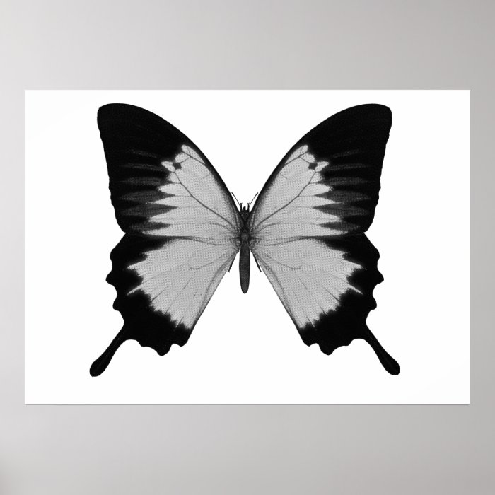 Big Grey & Black Butterfly Print