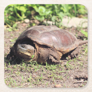 Big guy square paper coaster